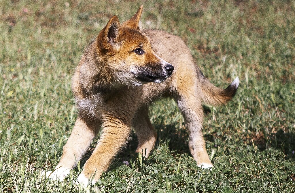 dingo puppy